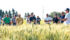 Agriculture Canada researcher Brian Beres, who was discussing his winter wheat research with farmers in 2012, says obstacles to growing the crop are being overcome. | File photo