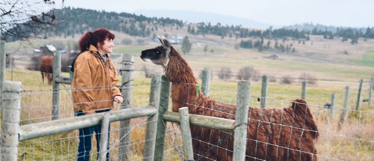 South Kamloops rancher Gillian Watt says her llama and Akbash guard dog help protect her sheep from coyotes.  |  Tom Walker photo