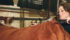 Jade Schneider and her husband, Mark Kelley, operate Rainbow Cattle Services near Gorman, Texas, and travel across Canada and the United States showing and grooming cattle. Besides showing Red Angus with her family at the National Western Stock Show in Denver, they worked with clients to prepare cattle for the show ring at the event held Jan. 7-22. | Barbara Duckworth photo