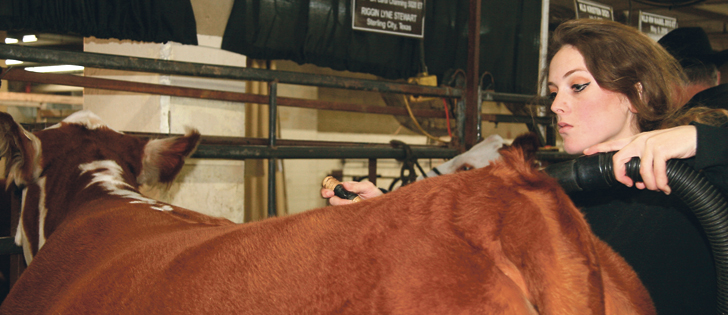 Jade Schneider and her husband, Mark Kelley, operate Rainbow Cattle Services near Gorman, Texas, and travel across Canada and the United States showing and grooming cattle. Besides showing Red Angus with her family at the National Western Stock Show in Denver, they worked with clients to prepare cattle for the show ring at the event held Jan. 7-22.  |  Barbara Duckworth photo