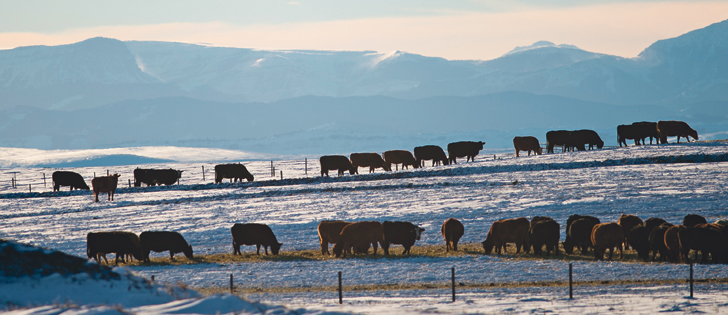 Producers, veterinarians and nutritionists have trouble setting acceptable levels of mycotoxins in feed because some herds can be exposed to high levels without obvious detrimental effects.  |  Mike Sturk photo