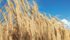 Greg Stamp says Guttino fall rye grown in Alberta that doesn’t meet milling and distilling standards goes for silage and supplies a nearby feedlot. | Stamp Seeds photo