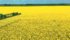 Mike Nelson, leader of the Canola 100 challenge, credits extra nitrogen and sulfur to push yields to 81 bu. per acre. | Mike Nelson photo