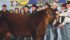 Damar Trump C512, owned by Blairs. Ag Cattle Co. of Lanigan, Sask., took grand champion in the Red Angus show at the National Western Stock Show in Denver, Colorado. | Barbara Duckworth photo