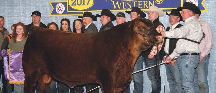Damar Trump C512, owned by Blairs. Ag Cattle Co. of Lanigan, Sask., took grand champion in the Red Angus show at the National Western Stock Show in Denver, Colorado.  |  Barbara Duckworth photo
