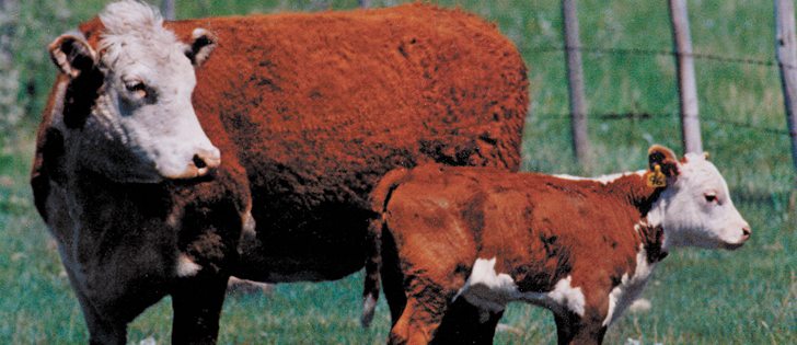 Calves that become sick early in life often become repeat offenders, which is a good reason to keep them healthy early on in life.  |  File photo