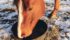 Feeding grain to inactive horses can contribute to obesity.
| Jamie Rothenburger photo