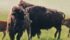 There are concerns the bison would escape the park. | File photo