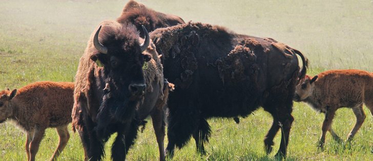 There are concerns the bison would escape the park.  |  File photo
