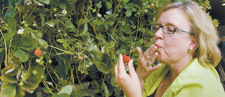 Green Party leader Elizabeth May, the party’s only MP, says its main concerns are GM labelling, resistance to new GM crops and global food supply. | File photo