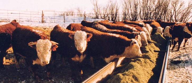 Overwintering cattle can kill profits, says a genetic researcher from Scotland.  |  File photo