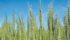 This year’s crop missions, such as the ones that were recently made to the Philippines, Indonesia, Dubai and Nigeria, were intended to ease buyers’ concerns about the quality of this year’s harvest as well as specific issues such as gluten strength in Canada’s wheat crop. | File photo