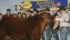 The grand champion Red Angus bull at the 2017 National Western Stock Show in Denver, Colorado, went to Blairs.Ag of Lanigan, Sask., Yackley Red Angus of South Dakota, Rust Mountain Ranch of North Dakota and Thomas Ranch of South Dakota. | Barbara Duckworth photo