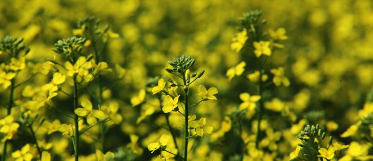 In 1996, herbicide resistance genetics are approved in U.S. and Canadian crops. | File photo