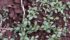 Waterhemp was found last fall in a soybean field southeast of Winnipeg. The discovery in the Rural Municipality of Tache may be the first detection of waterhemp in Western Canada. | USDA photo