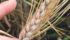 Fusarium, as seen in this sample, can have devastating consequences for wheat crops. | U of S Crop Development Centre/Mallory Dyck photo