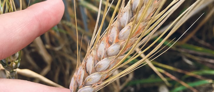 Fusarium, as seen in this sample, can have devastating consequences for wheat crops.  |  U of S Crop Development Centre/Mallory Dyck photo