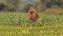Farmers around the world, such as this one in Cuba, are facing the worsening effects of climate change.
| REUTERS/Pilar Olivares photo