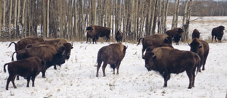 Bison roam in a field northeast of Fairview, Alta., in this file photo. Sixteen bison will be introduced to Banff National Park and monitored for 16 months in a 45-acre pasture before being released into the full 1,200 square mile park.  |   File photo