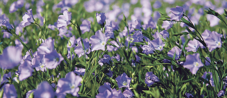 With prices in the $14 a bushel range, the crop is as profitable as soybeans, says flax official.  |  File photo