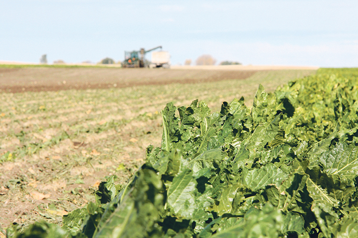 Canada can export 10,300 tonnes of beet sugar to the U.S. annually under existing rules.  |  File photo