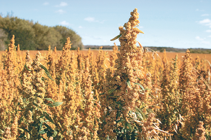 Quinoa must be washed and dried to remove the bitter chemicals. Removing the gene that causes that bitterness could expand markets.  |  File photo