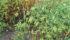 Three million acres of pulse crops grown annually in Alberta is a goal well within reach, says an Alberta Agriculture pulse crop specialist. | File photo