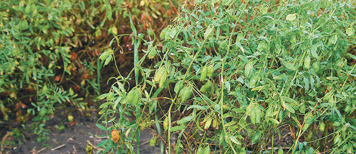 Three million acres of pulse crops grown annually in Alberta is a goal well within reach, says an Alberta Agriculture pulse crop specialist. | File photo