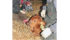 Nine-month-old Bo Yewsiuk looks on as his parents, Erin and Eric Yewsiuk, tag a new Red Angus calf on their Wishart, Sask., farm. | Christallee Froese photo
