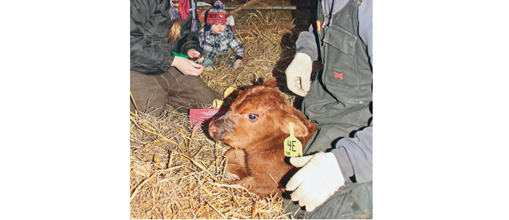 Nine-month-old Bo Yewsiuk looks on as his parents, Erin and Eric Yewsiuk, tag a new Red Angus calf on their Wishart, Sask., farm.  |  Christallee Froese photo