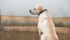 Send me an email and photos of your farm-rescued dog. I can be reached at ed.white@producer.com or on Facebook at facebook.com/edthej