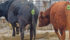 The Moocall calving alert sensor straps to a cow’s tail and can accurately predict when the cow is due to calve. | William DeKay photo
