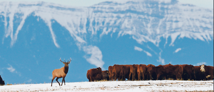 Many producers suspect elk as a potential cause of bovine tuberculosis in cattle, but researchers say there is no evidence indicating a link.  |  Mike Sturk photo