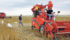 The granular skip strips were slightly wider than the plot harvester, which allowed the mistake to become a useful experiment. | Scott Day photo