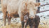 Research into cattle pain management showed that many producers provide pain relief to cows after difficult calving. | File photo