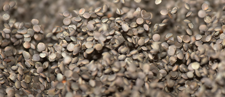 Canada’s pulses, such as the red lentils pictured here, represent $2 billion in sales, or 23 percent of global pulse exports. |  File Photo