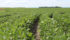 Buyers of western Canadian soybeans are worried about protein. | File photo