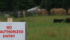 Officials with the Canadian Food Inspection Agency, which is in charge of the investigation and eradication of the disease, said Feb. 3 that no new cases have been found beyond the original six animals. | File photo