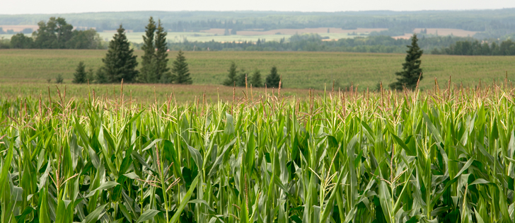 Corn acres are expected to jump this spring in Manitoba, thanks to record yields last fall. | File photo