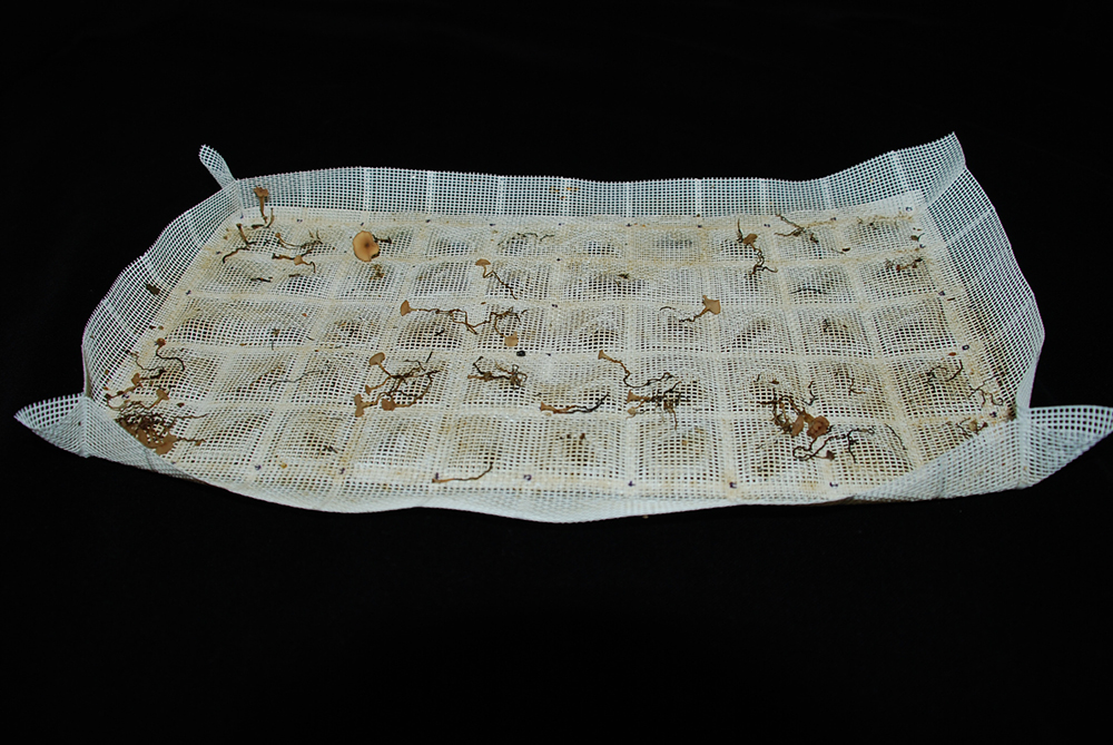 A sclerotia depot removed from the soil showing some sclerotia have germinated with apothecia. | photo supplied by Lone Buchwaldt