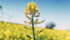 Growing canola every second year is the dominant rotation in many parts of Western Canada. | File photo