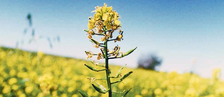 Growing canola every second year is the dominant rotation in many parts of Western Canada.  |  File photo