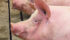Rules restricting the construction of new hog barns are among the targets of new red tape legislation introduced in Manitoba. | File photo