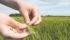 Weak wheat prices will likely reduce spring wheat acreage in North America. | File photo