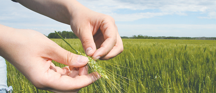 Weak wheat prices will likely reduce spring wheat acreage in North America.  |  File photo