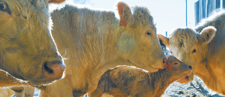 It is calving season but Canadian beef cattle producers are not inclined to expand their herds.  |  File photo