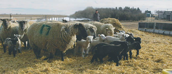 Demand for lamb remains flat, although sales increase during Easter and Muslim Ramadan.  |  File photo