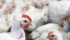 Chicken at a poultry processing factory in Lapa city, Parana state, Brazil. Poultry exports are coming into scrutiny as a Brazilian meat inspection scandal widens. | REUTERS/Rodolfo Buhrer photo