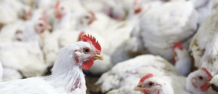 Chicken at a poultry processing factory in Lapa city, Parana state, Brazil. Poultry exports are coming into scrutiny as a Brazilian meat inspection scandal widens. |  REUTERS/Rodolfo Buhrer photo