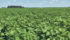 Brazil’s soybean crop could hit 108 million tonnes. | File photo